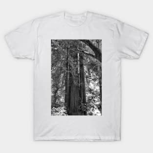 Muir Woods Study 3 T-Shirt